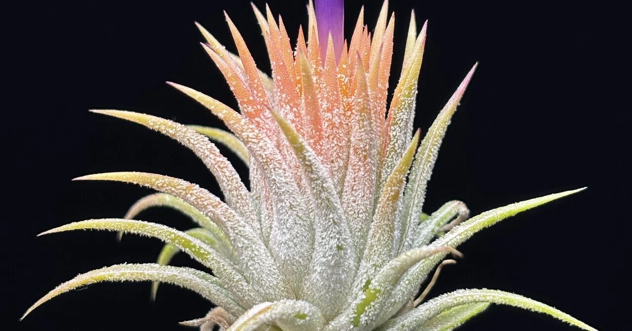 ionantha'Peach'(small form)｜sioncolorwheel