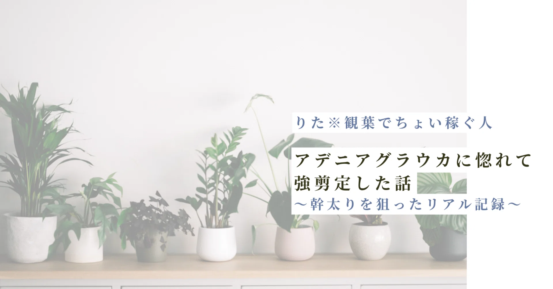 アデニア グラウカに惚れて強剪定した話｜幹太りを狙ったリアル記録