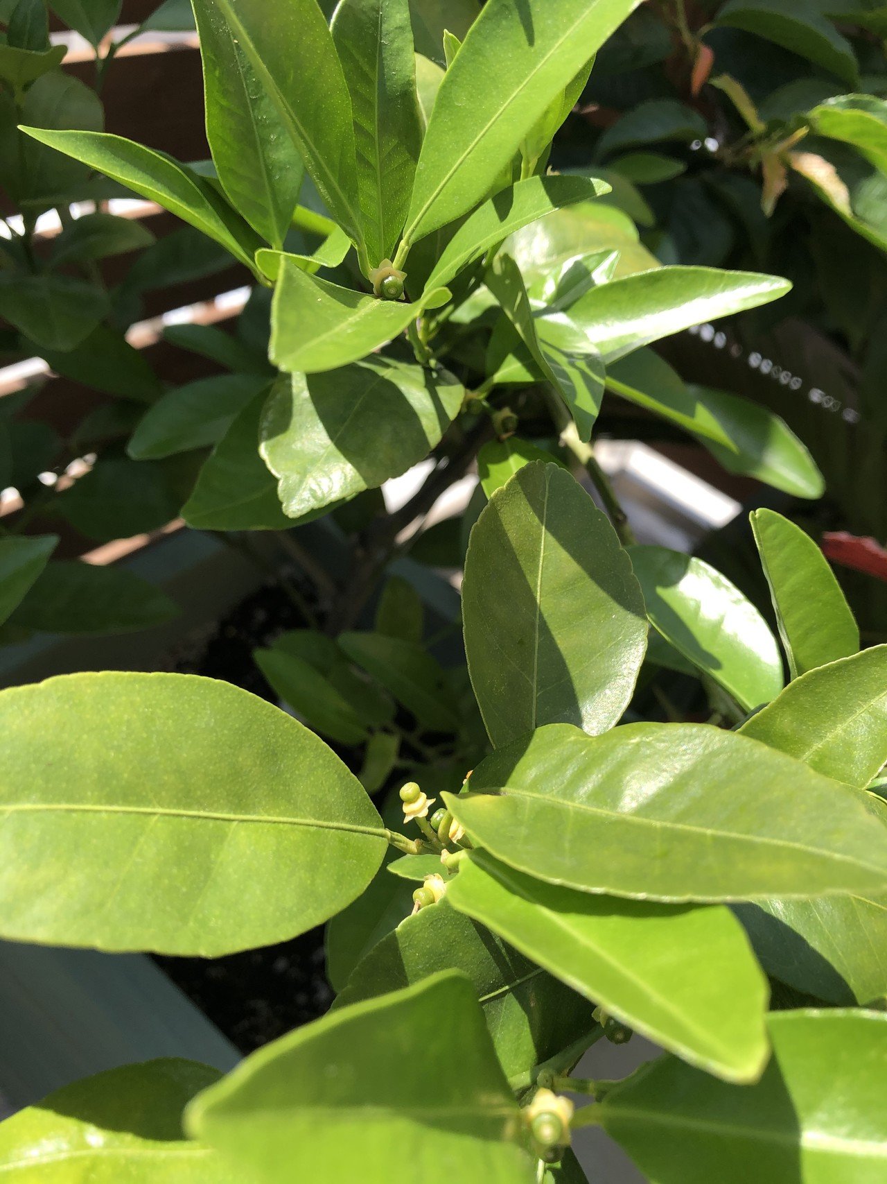 シークワーサーの花が散り 実が見え始めた ３年目にして生理的落果の影は見えず １８個が成ってる 今までは全部落ちて まだ収穫できてない 今年こそ 初収穫できるといいんだけど Takashi Suda かんた Note