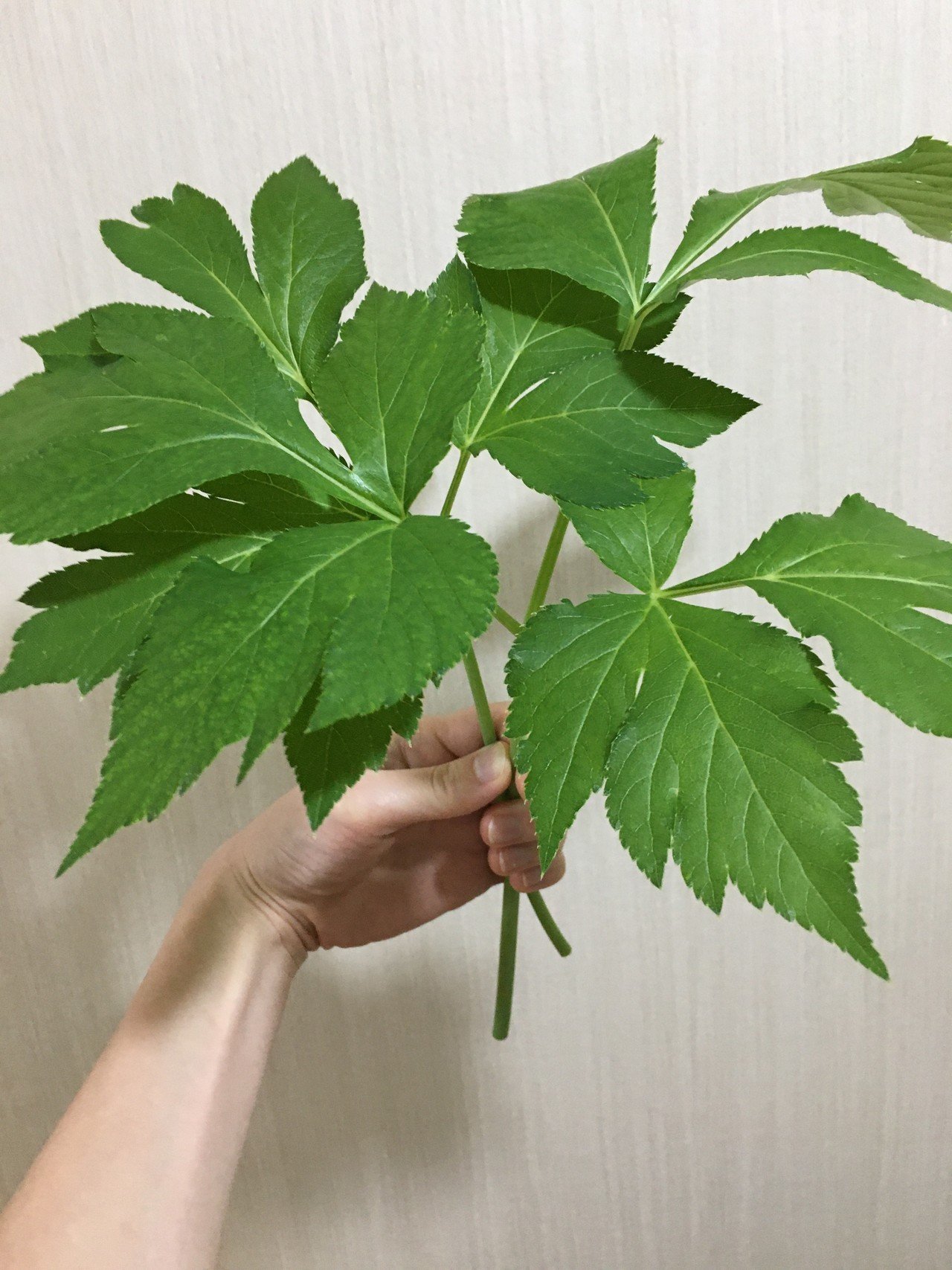 明日葉lover 沙菜 Note 明日葉lover 沙菜 Note