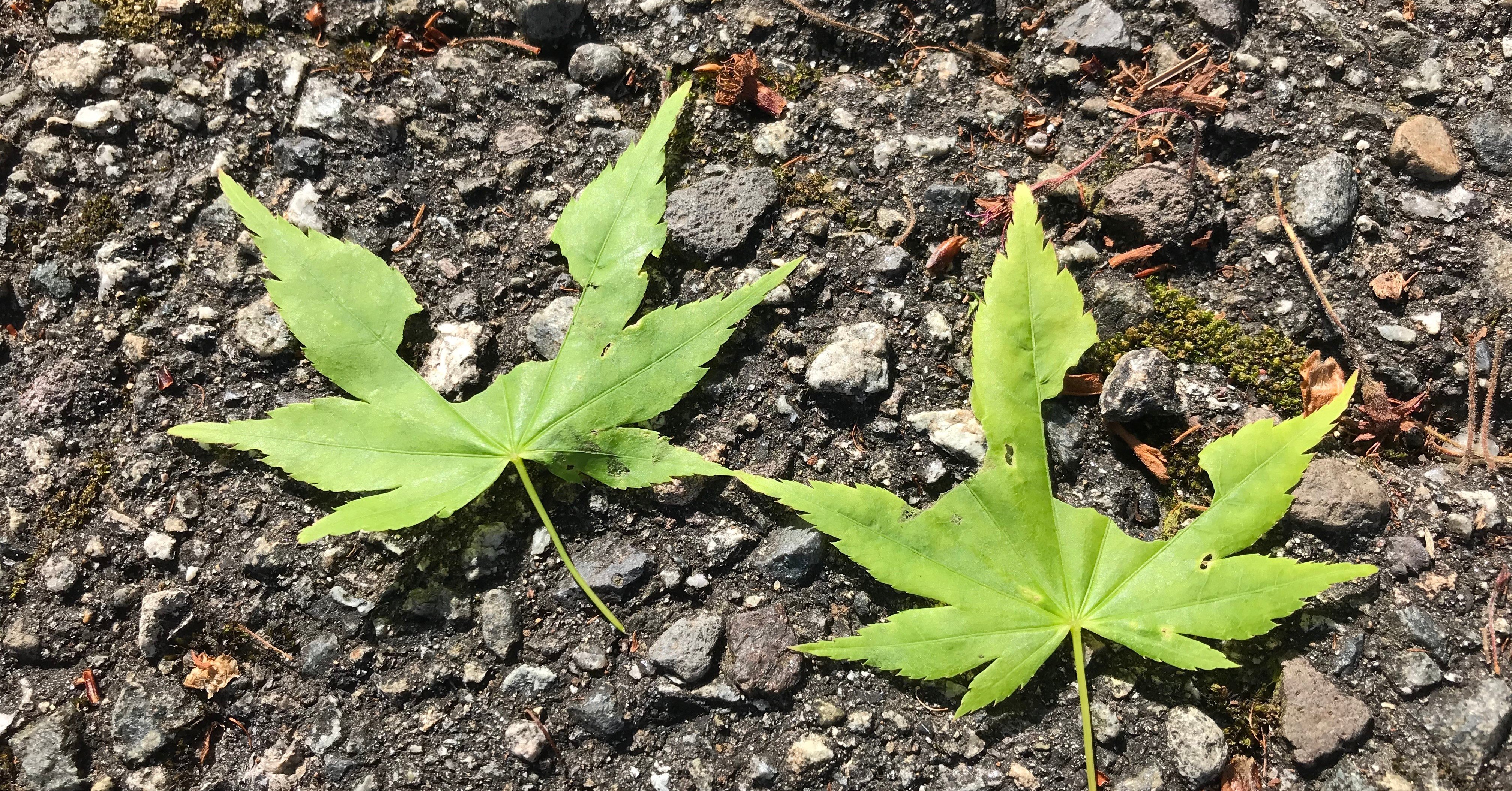 不思議な葉っぱ、食べたのだ〜れだ？｜井東敬子/ローカルチアリーダー