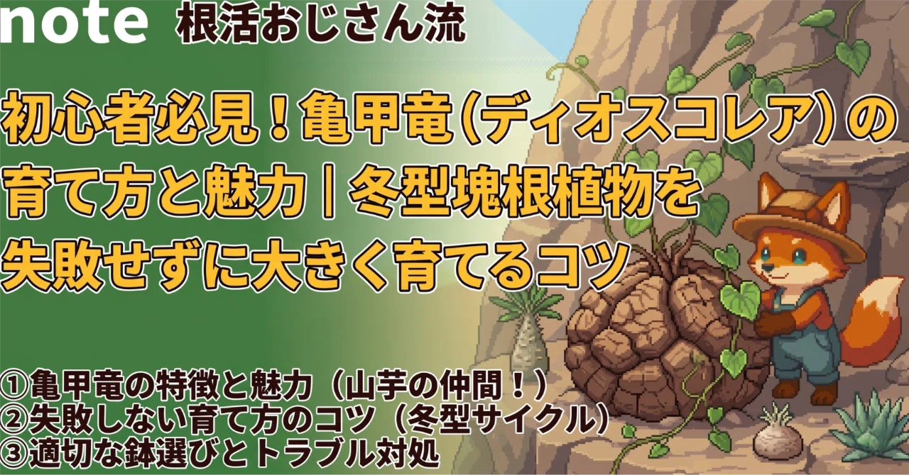 超優良血統❗️ 亀甲竜　冬型　ディオスコレア 初心者必見！亀甲竜（ディオスコレア）の育て方と魅力｜冬型塊根植物を