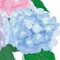 あさ