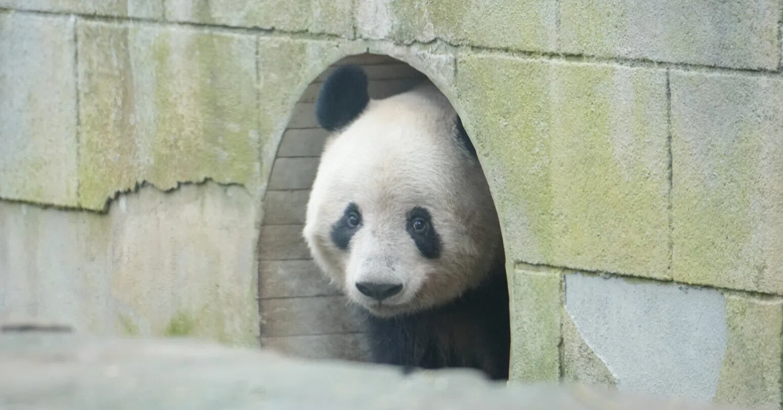 四川パンダ旅行】春節前の雅安で、愉快なパンダたちに再会④｜ニシ
