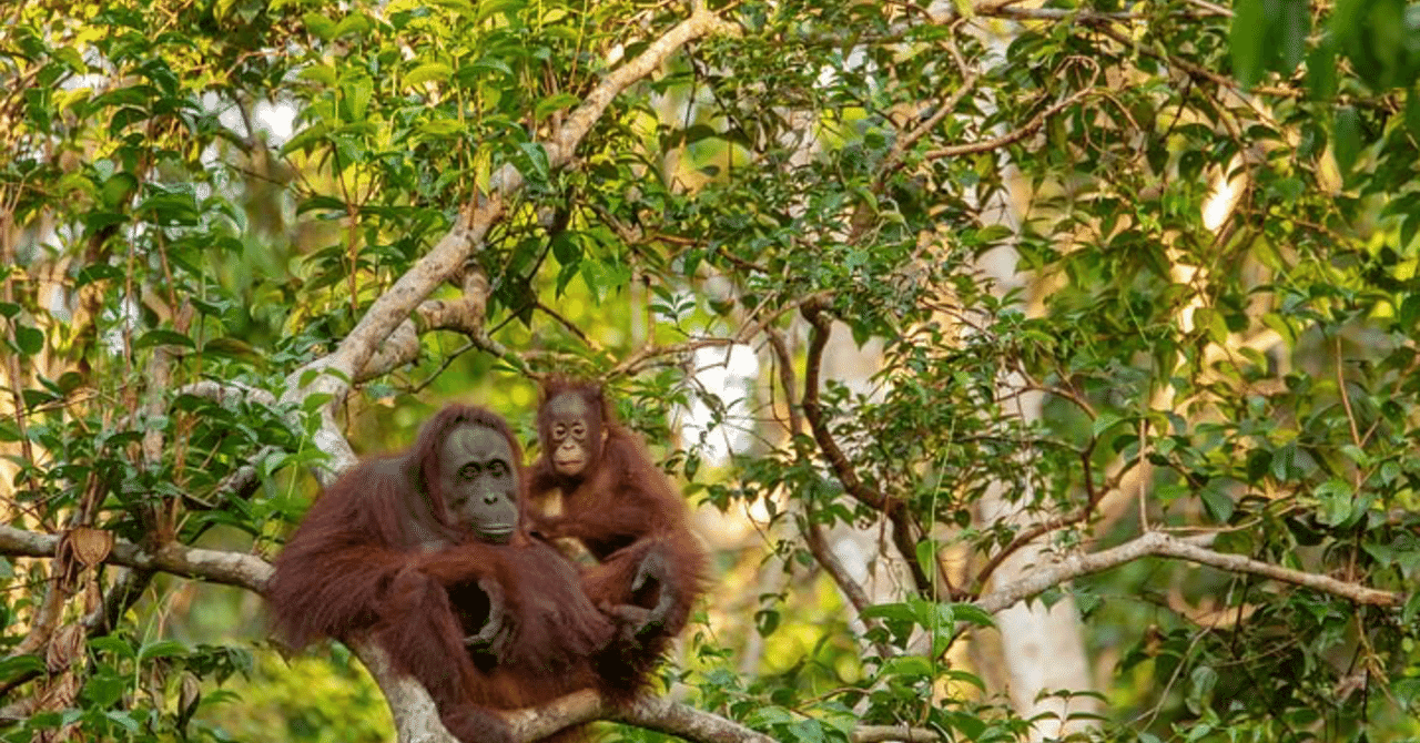 オランウータンの住む森でおきていること ころの庭自然菜園ーハーブやアロマもー Note