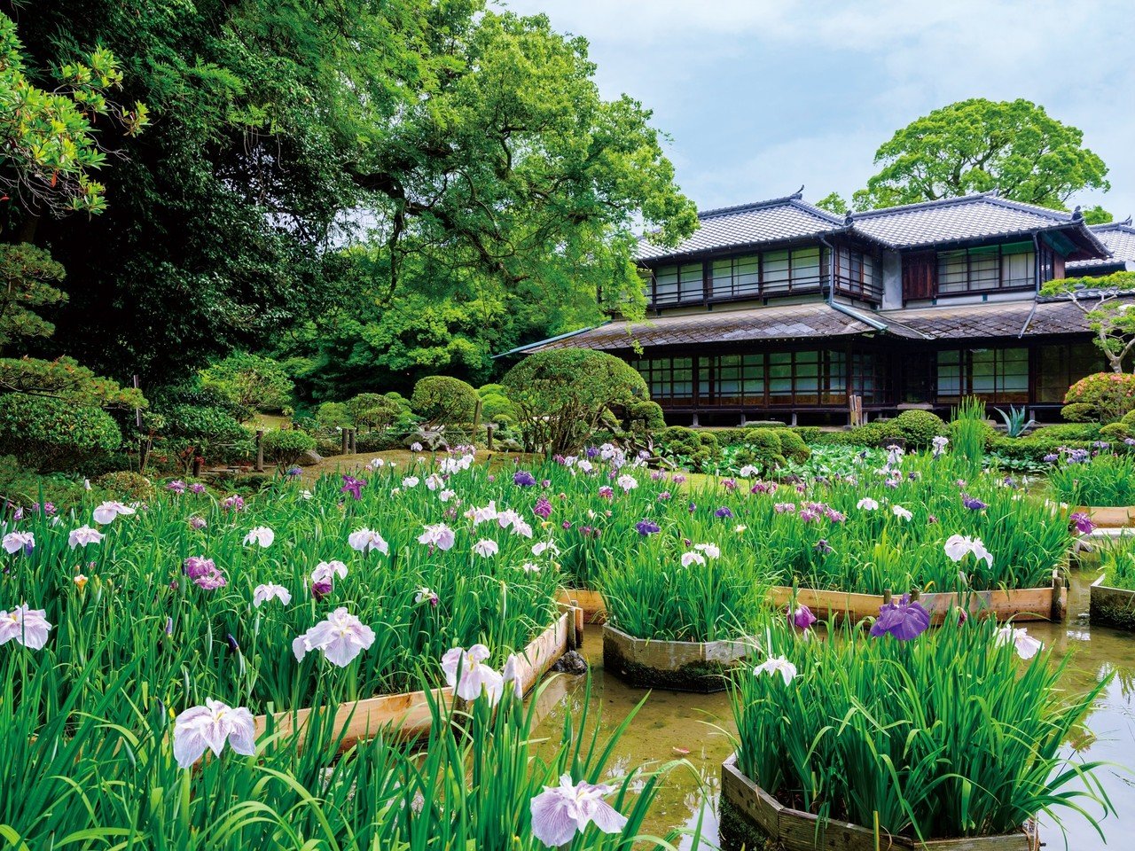 松浜軒】2000本の菖蒲が彩る大名庭園（熊本県八代市）｜ほんのひととき