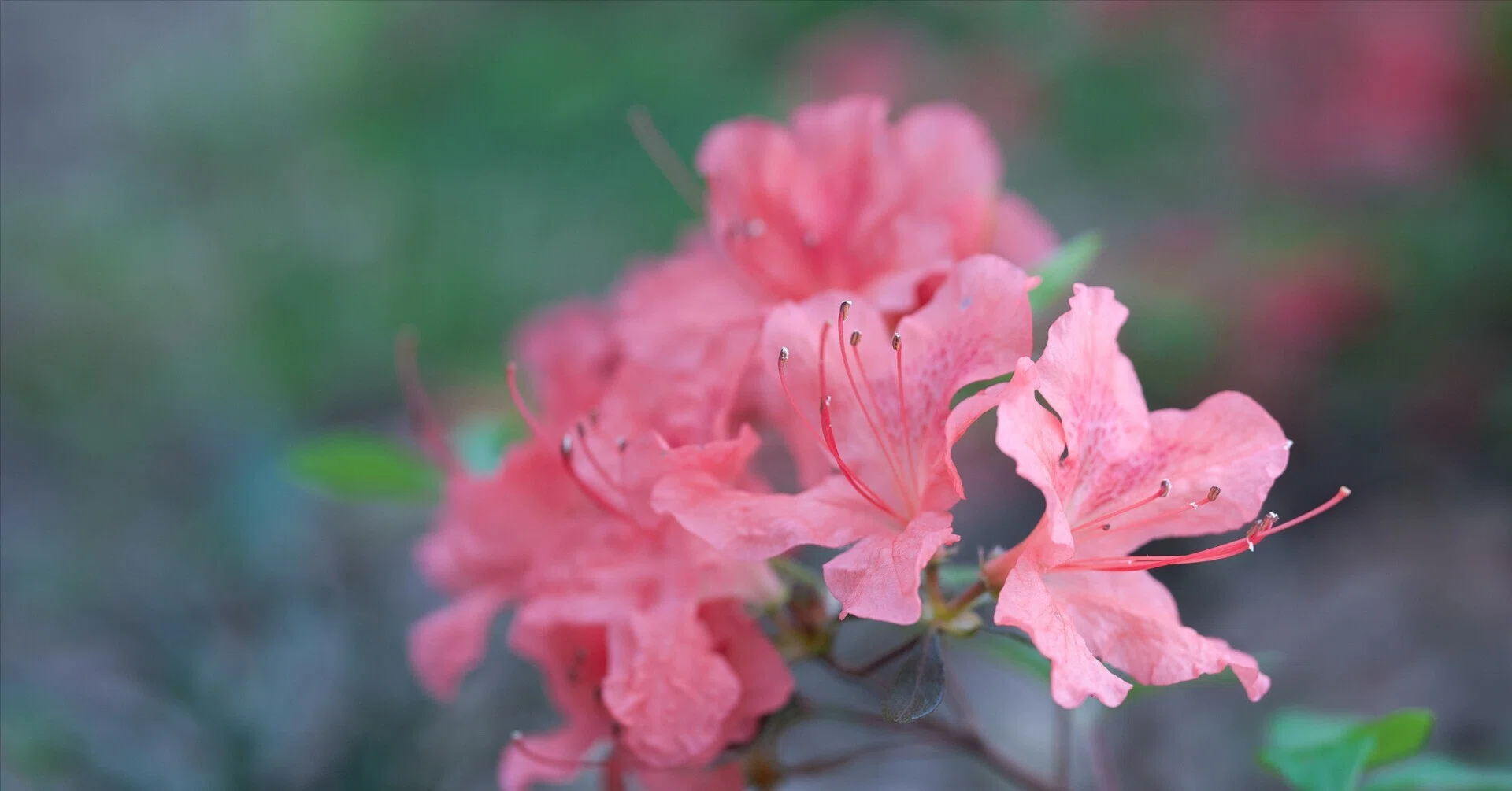 春の森5 ヤマツツジが咲き、虫たちが蠢く。｜ちいさな島