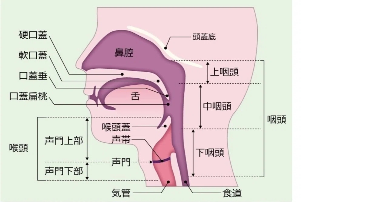 のど(喉)という曖昧な言葉|川口聖加 / 歌と身体の研究室