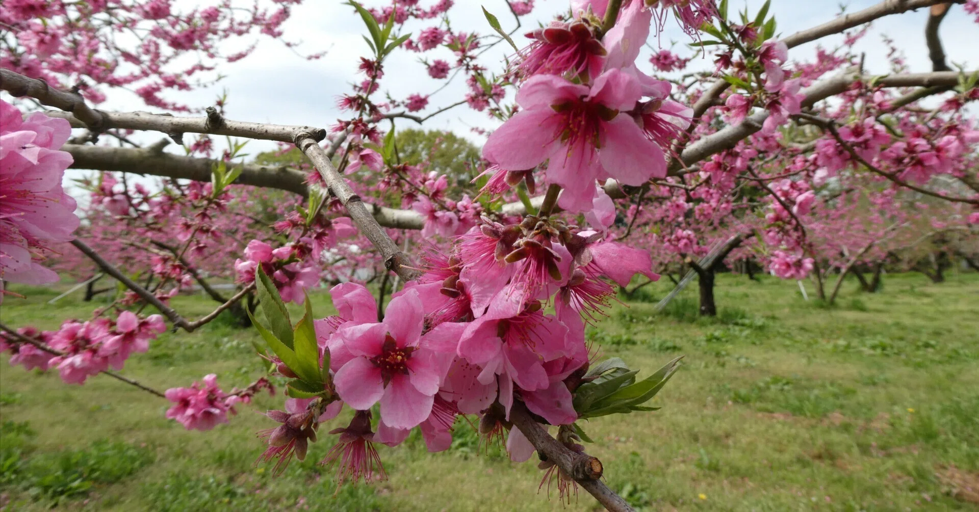 Peach Growth Report #April 2026｜クニミノマド オーナー制度
