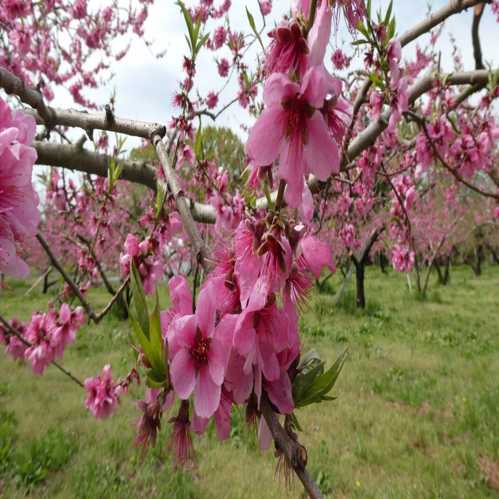 Peach Growth Report #April 2026｜クニミノマド オーナー制度
