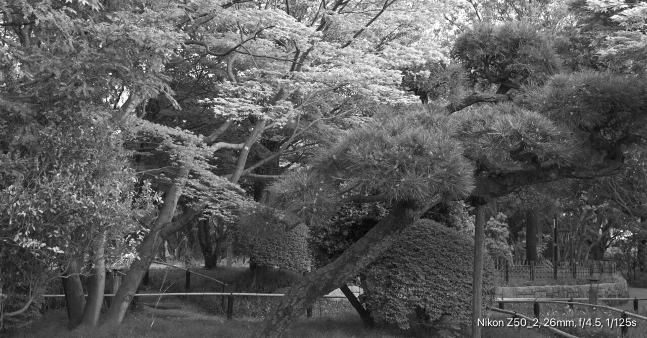 モノクロ 散歩 Z50II｜Swan High 1114