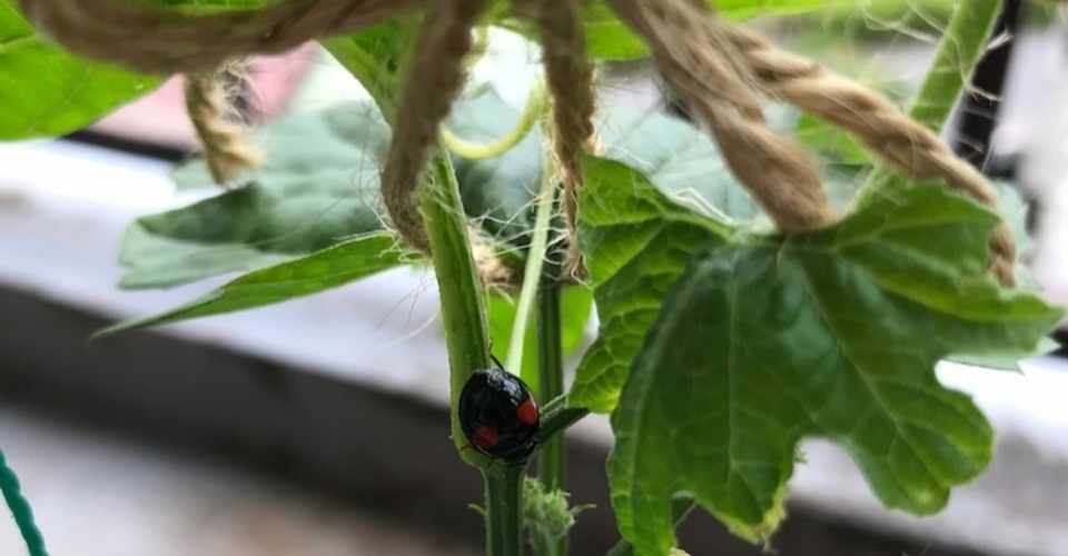 ベランダ菜園に救世主あらわる 廃棄物呼ばわりよりおいしいごはん アブラムシだって喜ばれたい コタニ アユミ Note