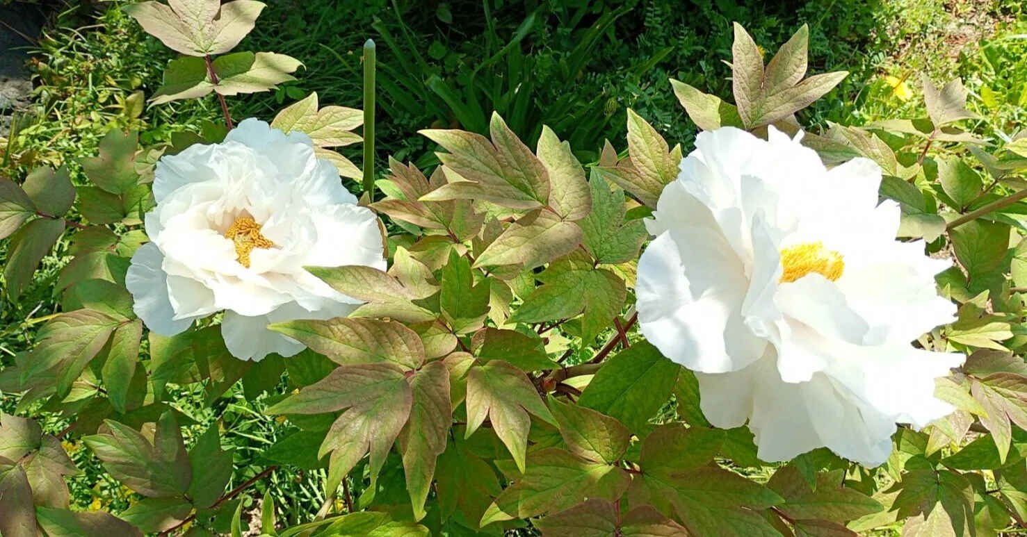 牡丹の花「牡丹花は咲き定まりて静かなり・・・・・」｜熊野人（くまの