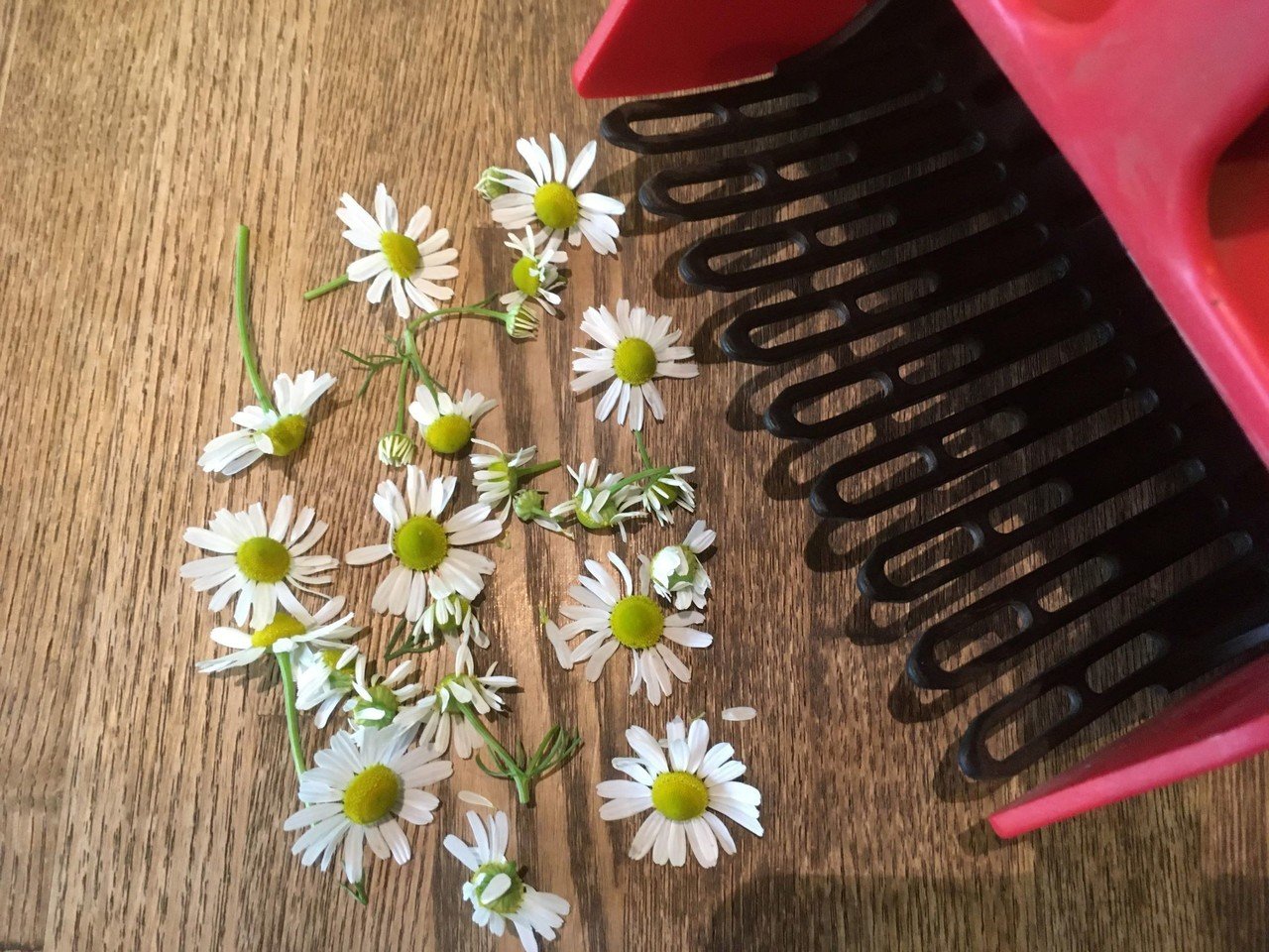 手摘みのカモミール。｜那須高原HERB's 浜津伸生 HAMATSU NOBUO