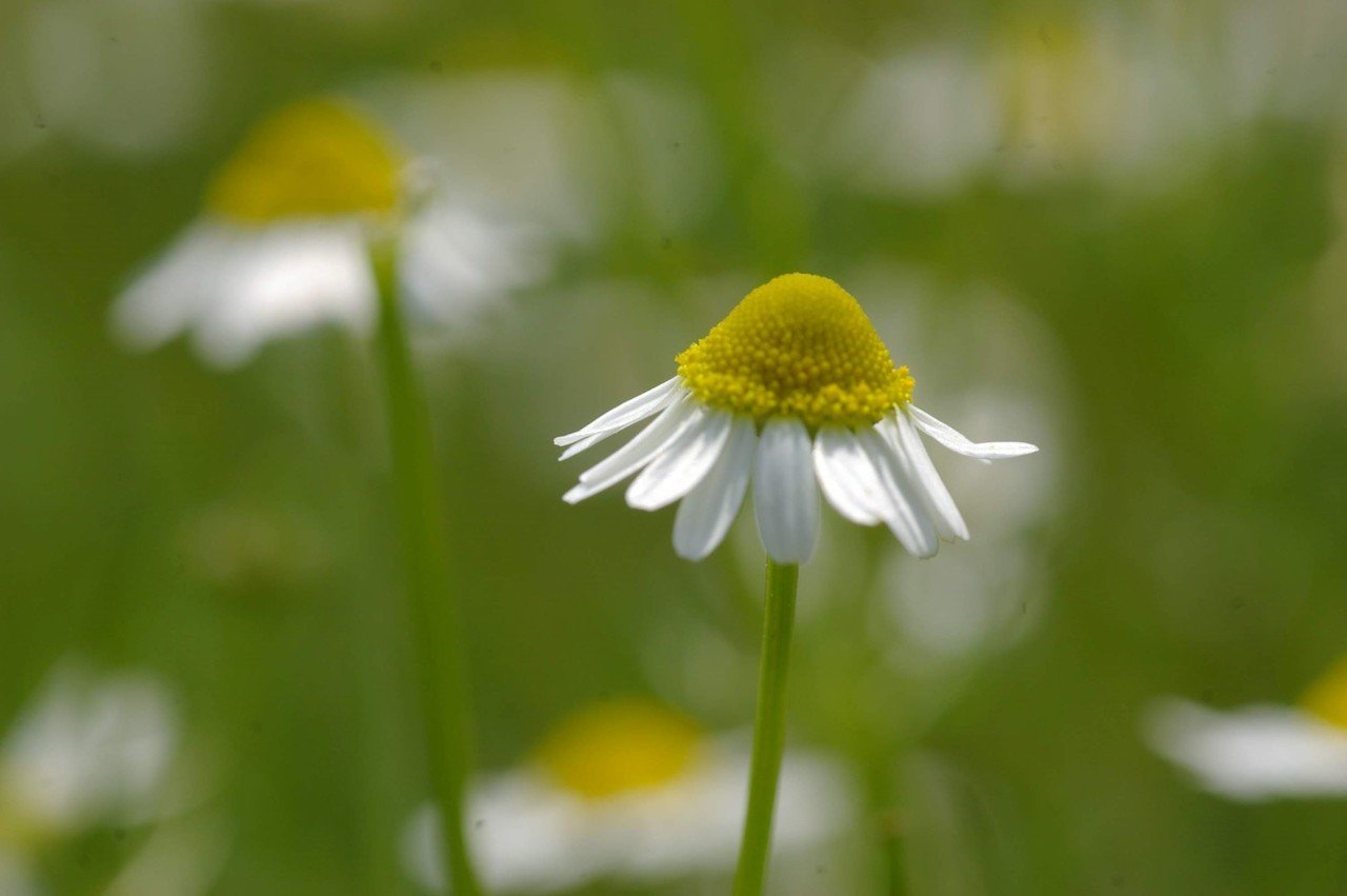 手摘みのカモミール。｜那須高原HERB's 浜津伸生 HAMATSU NOBUO
