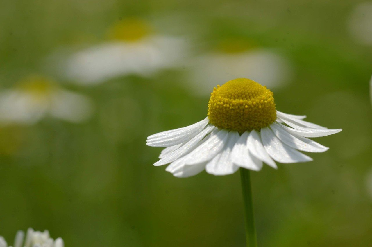 手摘みのカモミール。｜那須高原HERB's 浜津伸生 HAMATSU NOBUO
