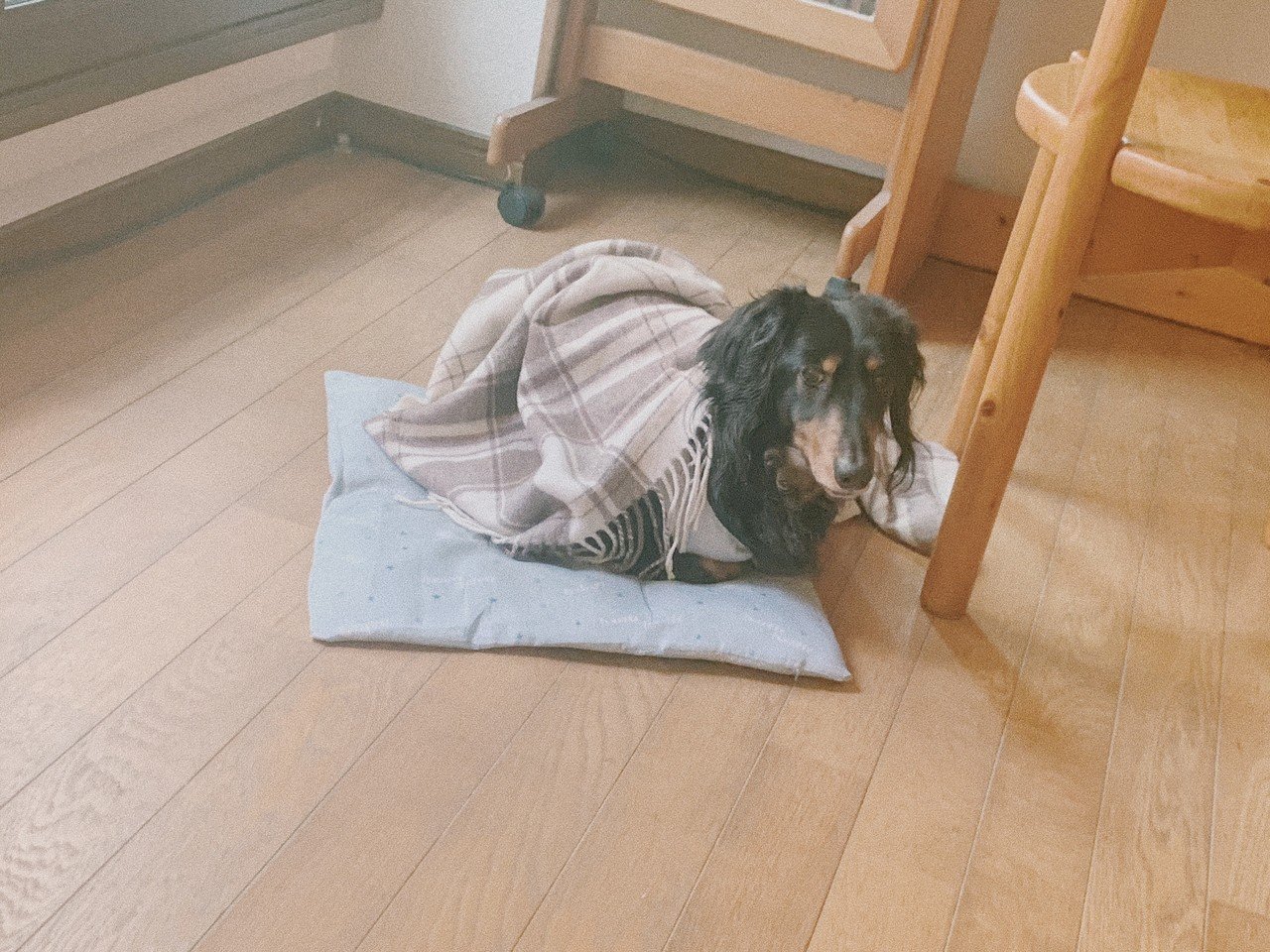 犬と買い物熱 723 Note 犬と買い物熱 723 Note