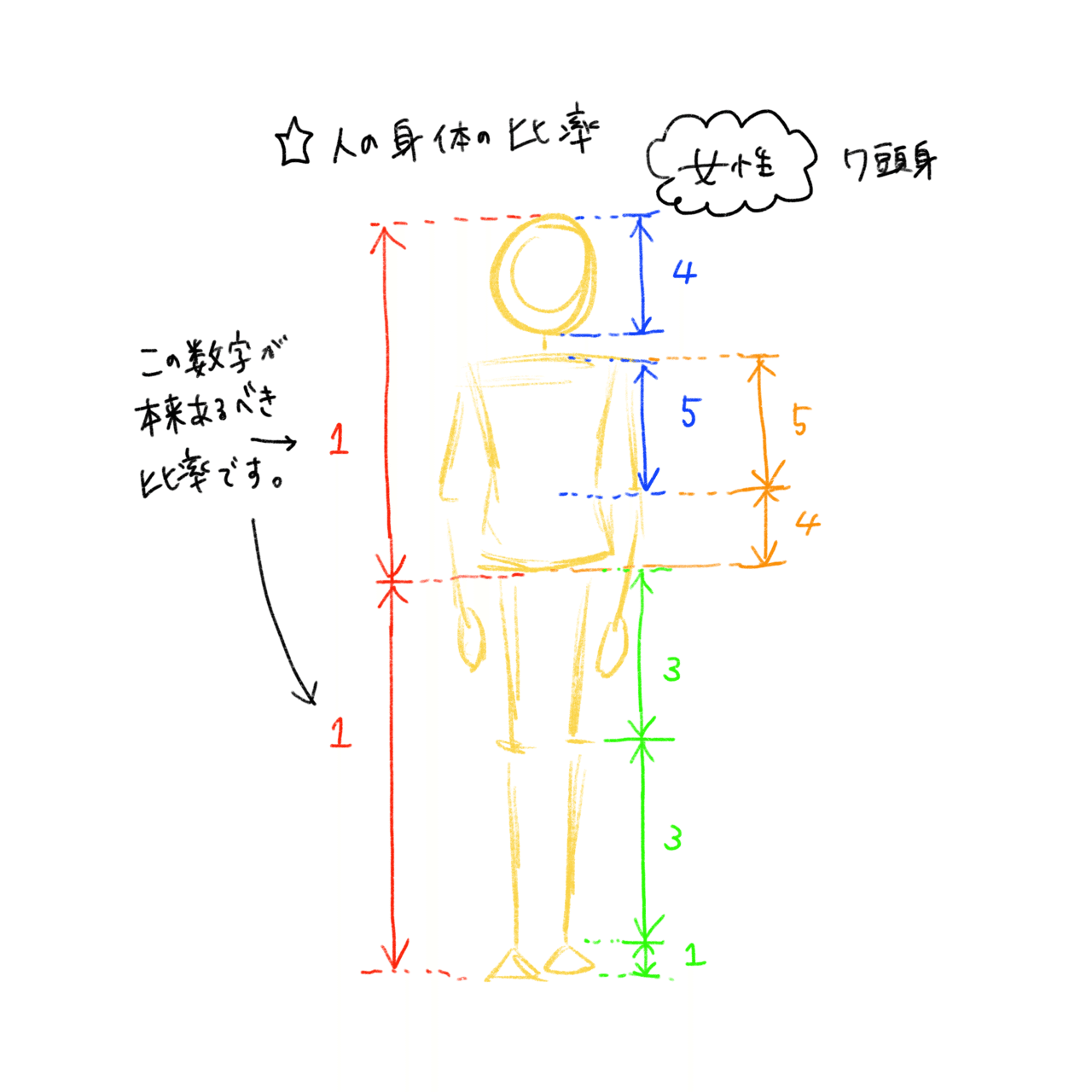 99以上 人体 比率 イラスト 人体 比率 イラスト