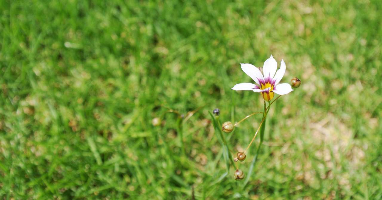 花の咲いた雑草には魔力がある Maru Note 花の咲いた雑草には魔力がある Maru Note