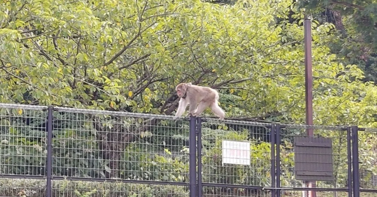 世界一への旅 164日目 ～毎年恒例のお猿様～ 】｜kiyotaka《1年後に超 