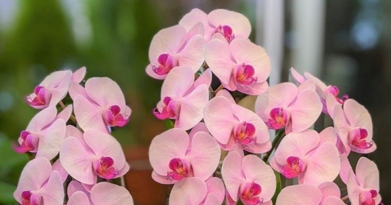 花図鑑 ミディ胡蝶蘭 はこねフローリスト Note 花図鑑 ミディ胡蝶蘭 はこねフローリスト Note