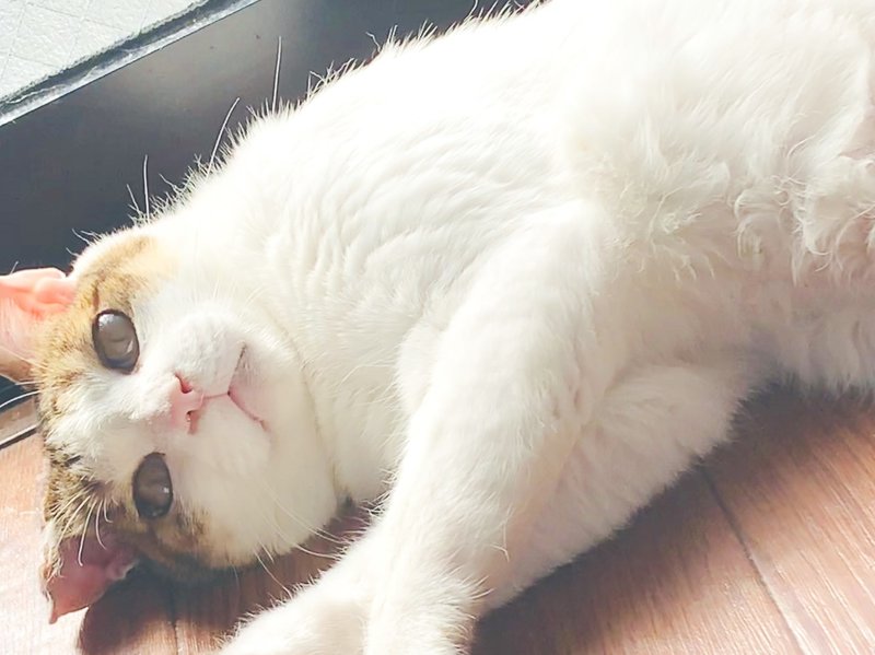 ねこ紹介 うちの猫さん Yui Tsukamoto スズキモダン Note