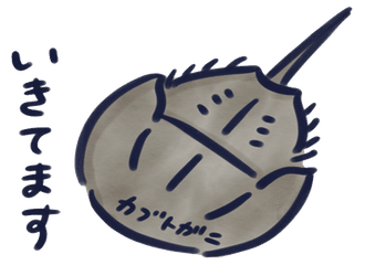 海の生きもの イラスト まりか博士 Note