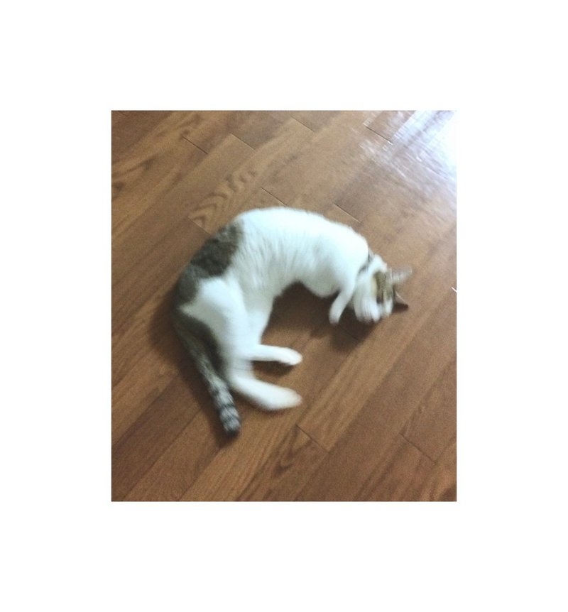 ねこ紹介 うちの猫さん Yui Tsukamoto スズキモダン Note