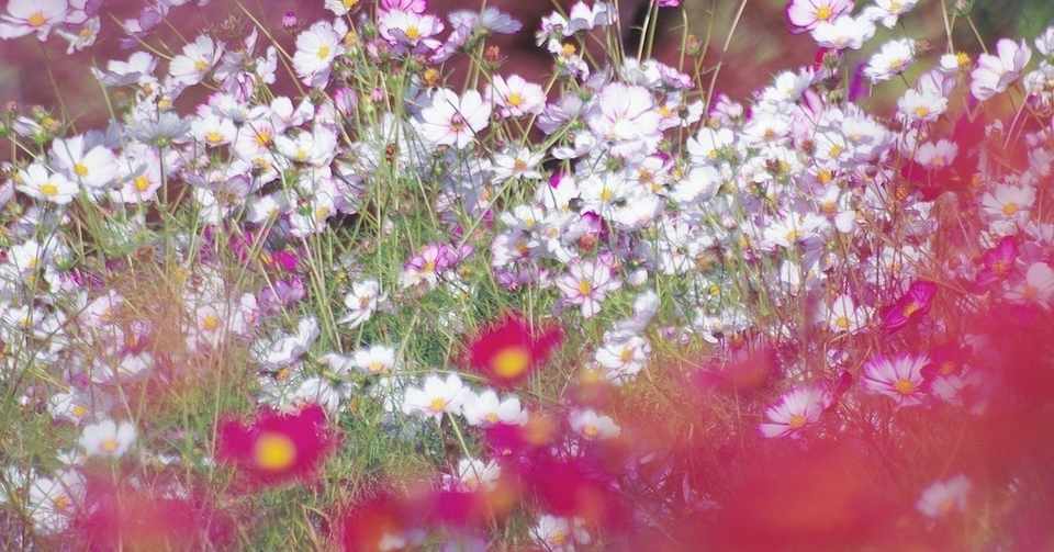 N09 秋桜ちゃんだったかもしれない 名前の由来 紅葉 Reasnot Note