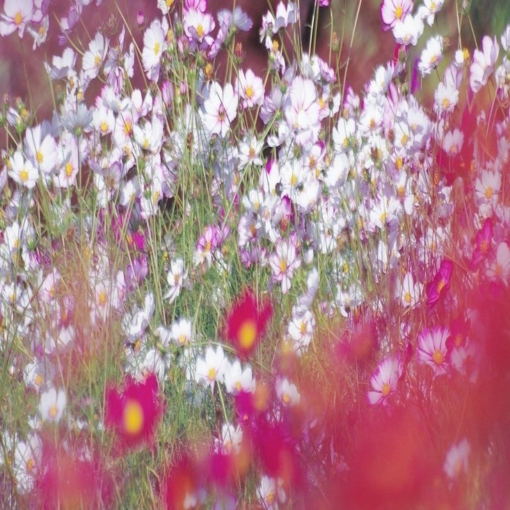 N09 秋桜ちゃんだったかもしれない 名前の由来 紅葉 Reasnot Note