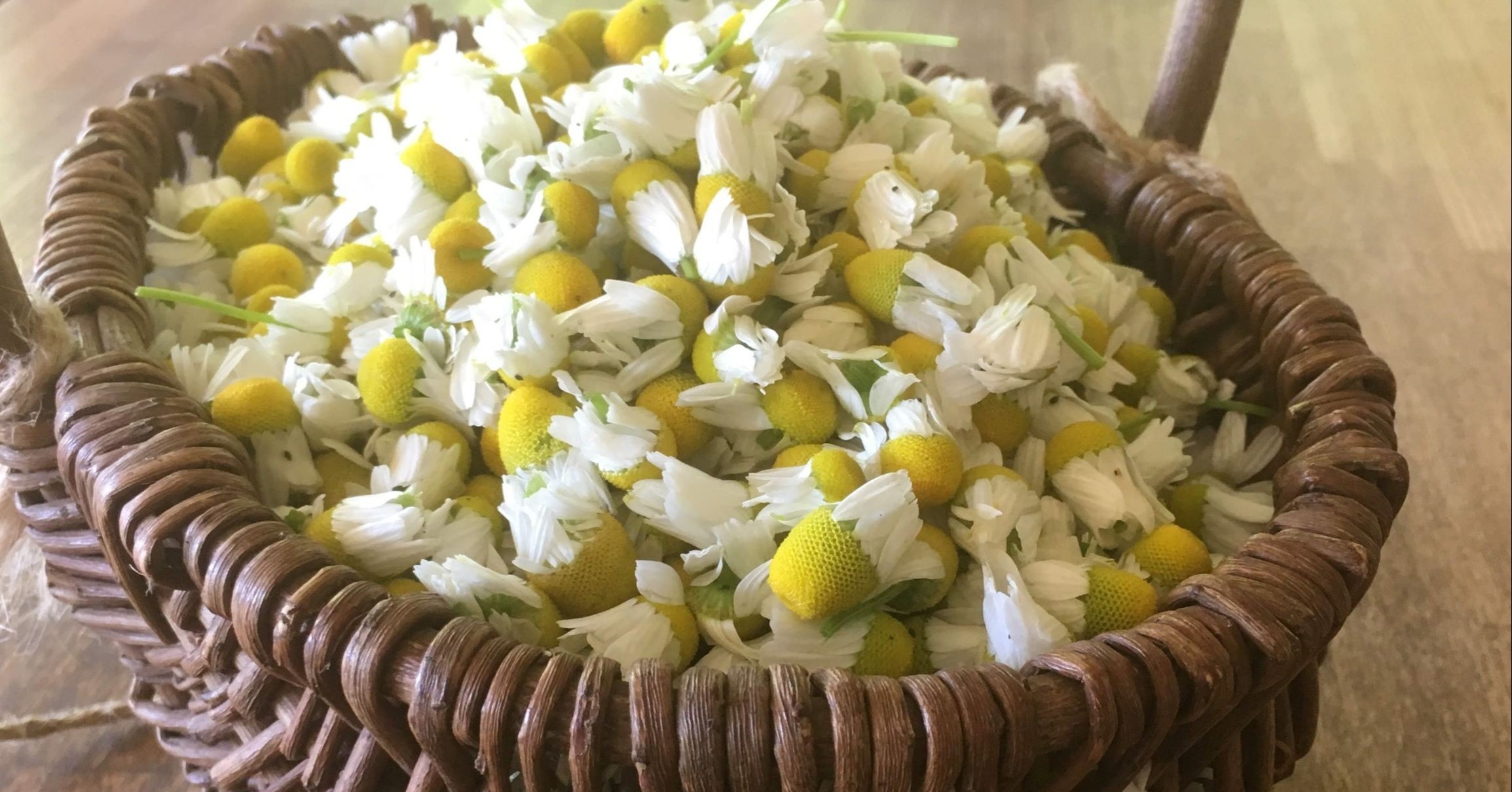 手摘みのカモミール。｜那須高原HERB's 浜津伸生 HAMATSU NOBUO