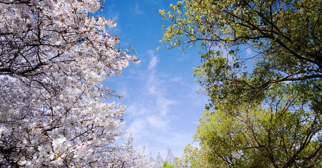 桜・新緑・青空を、春らしく仕上げる｜現像ログ#13｜Sunpiri｜現像ログ
