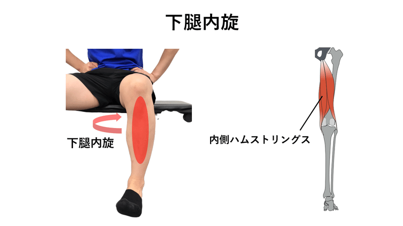 膝を守るために必要なトレーニングとは 宮田 洋佑 柔道整復師 Jspo At Note