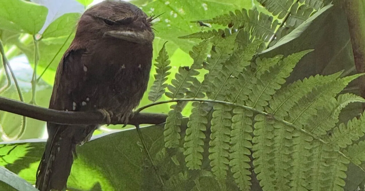 スリランカツアーリポート 鳥類篇 『ガマグチヨタカ：不機嫌そうな顔を