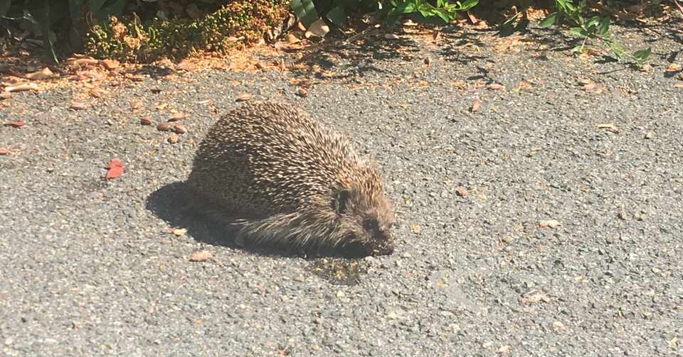 家の近所の道路脇にハリネズミがいた Domasa Note