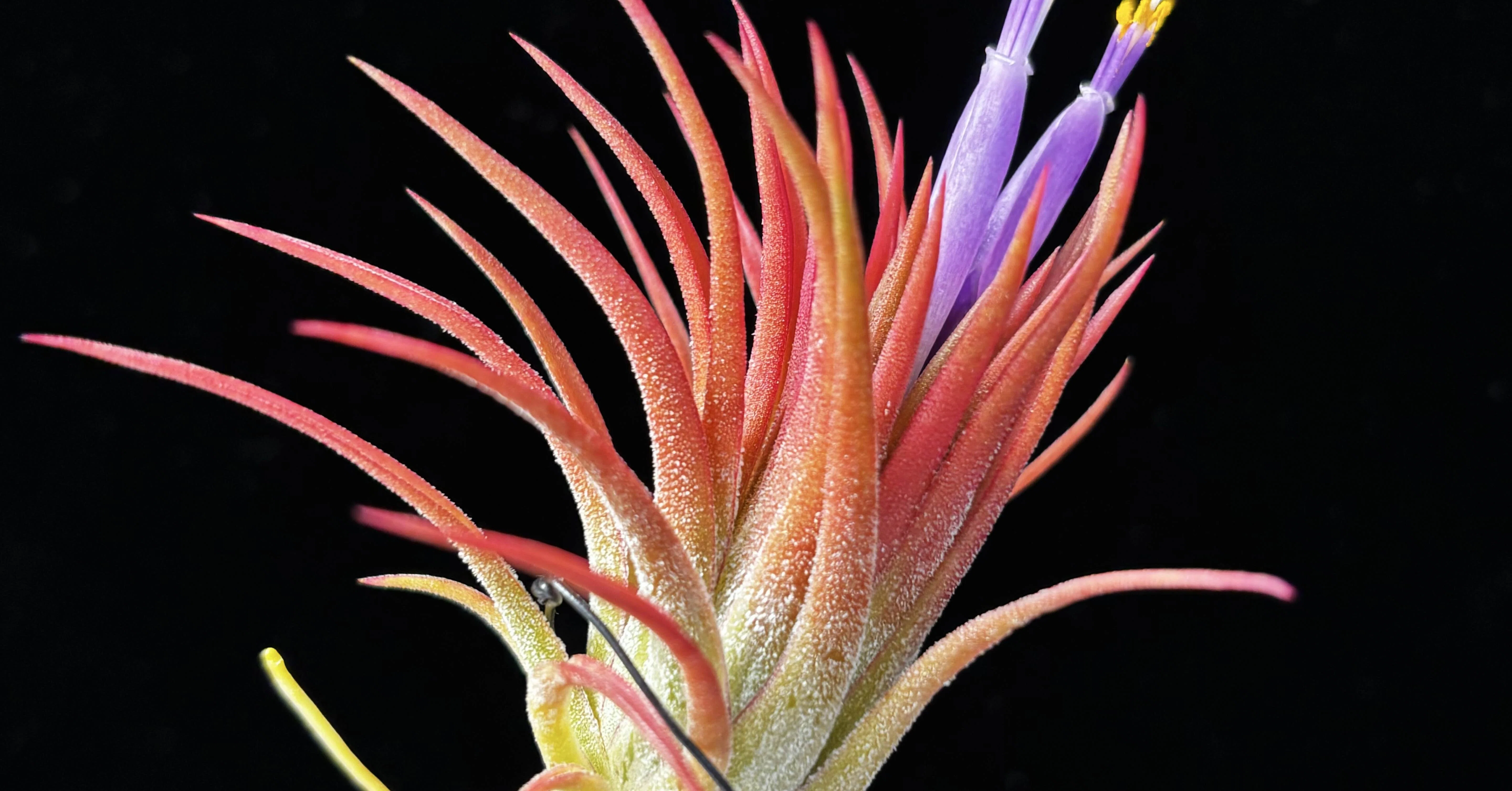 ionantha Collected in Mexico T'S TROPICALS｜sioncolorwheel