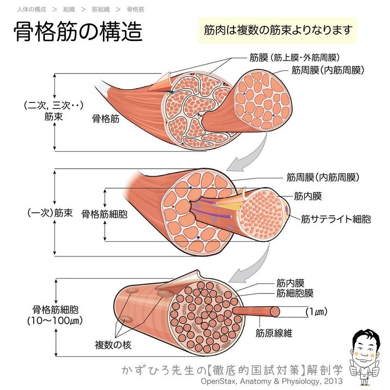 1 2 8 筋組織 解説 マガジン記事 黒澤一弘 Note 1 2 8 筋組織 解説 マガジン記事 黒澤一弘 Note