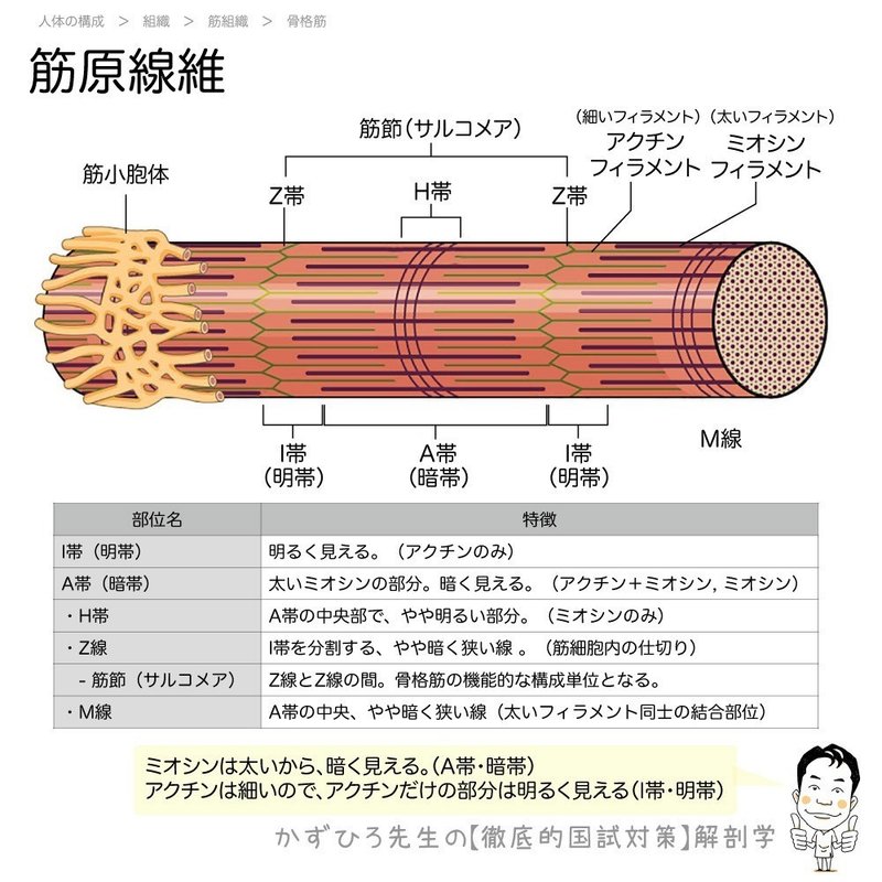 1 2 8 筋組織 解説 マガジン記事 黒澤一弘 Note