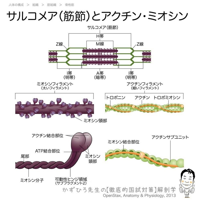 1 2 8 筋組織 解説 マガジン記事 黒澤一弘 Note 1 2 8 筋組織 解説 マガジン記事 黒澤一弘 Note