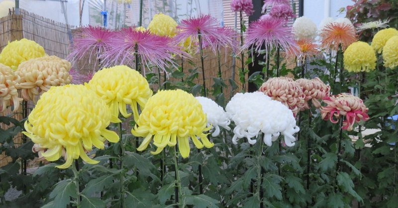 大輪菊を咲かせる