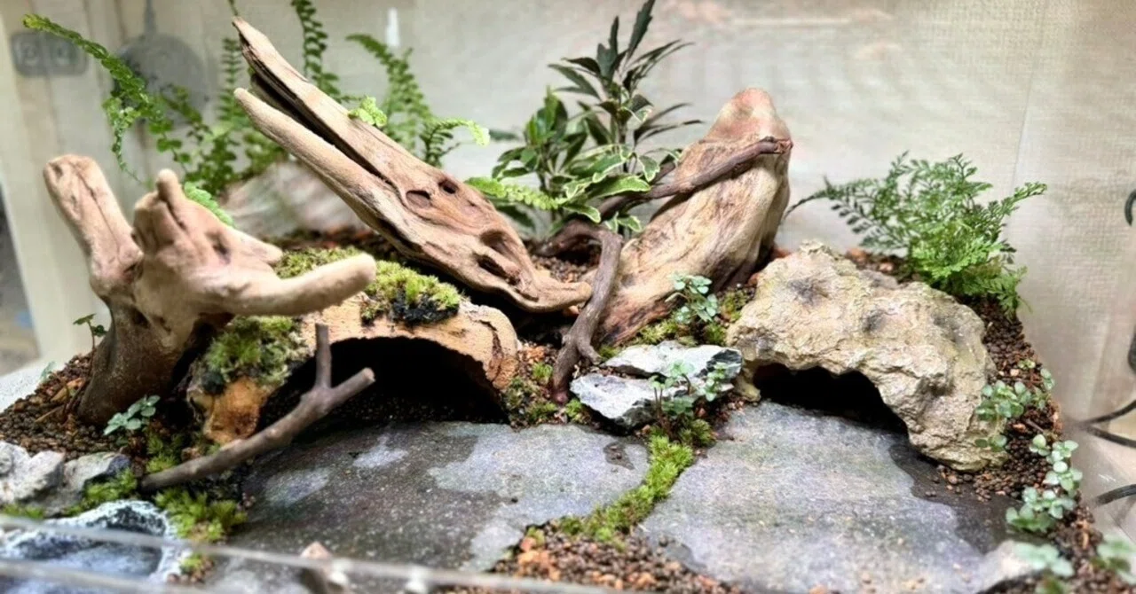 ビバリウム制作日記⑥最終回】1ヶ月以上かけたビバリウムがとうとう 