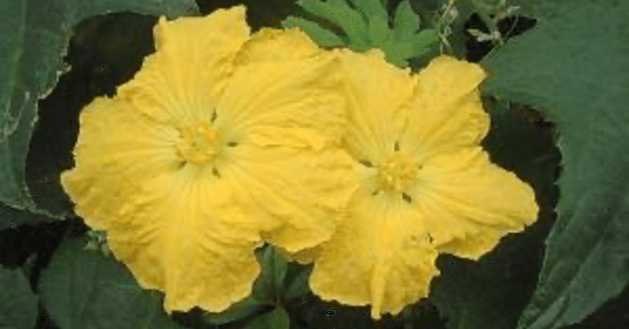 ヘチマの花言葉 白 Note ヘチマの花言葉 白 Note