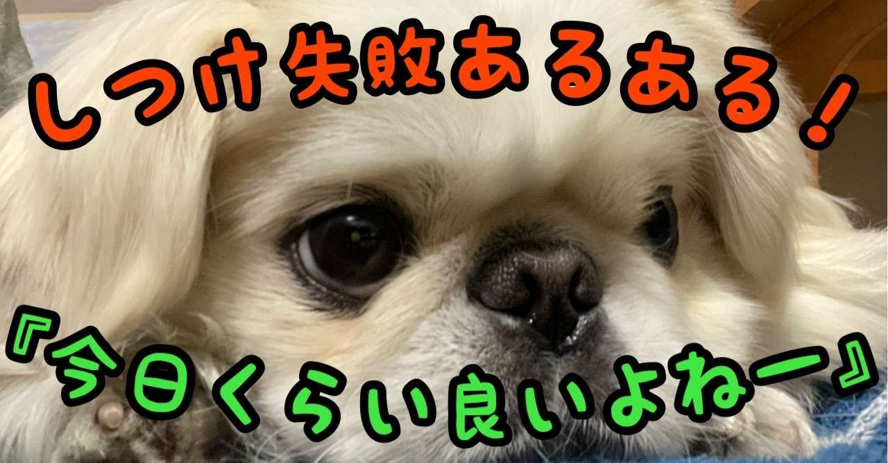 しつけのタブー 今日はいっか 要注意 ドッグライフサポーター 獅子パパ Note