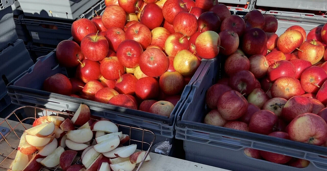 スウェーデン留学】一年に一回のリンゴ祭り🍎🇸🇪 in Kivik｜プロ