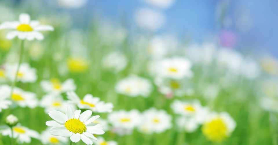 雑記帳 カミツレ の花言葉 晴れときどきyu Note