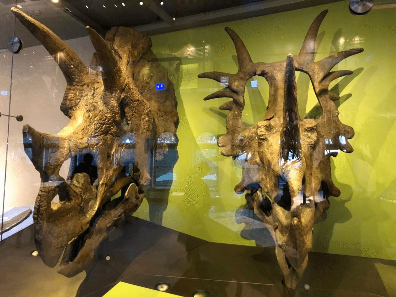 恐竜とわたし ７ ティラノサウルス Vs トリケラトプス 壮絶な狩 ノリノリ Note