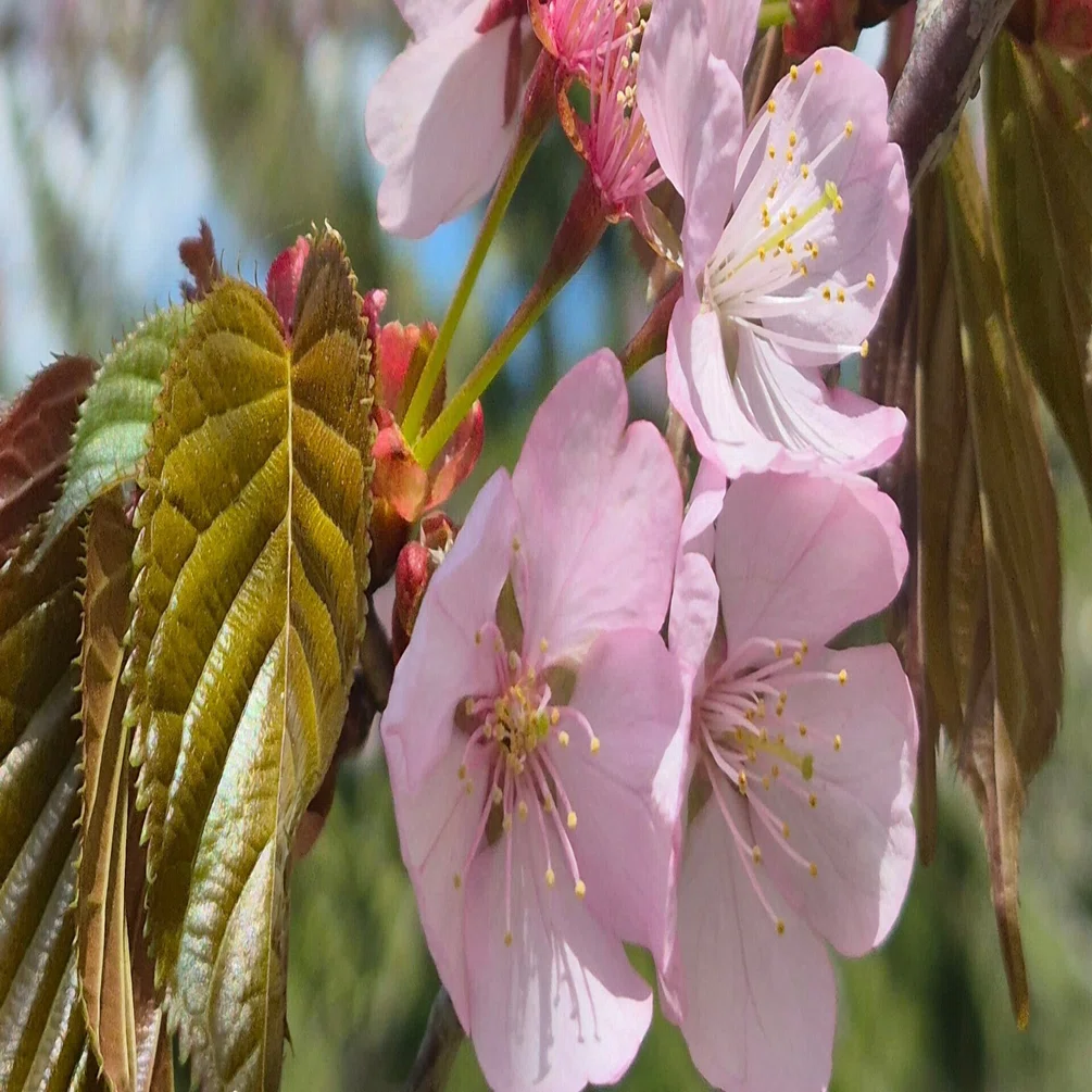 桜咲く様 桜咲きました。早っ！｜気づくと植物＆庭に夢中