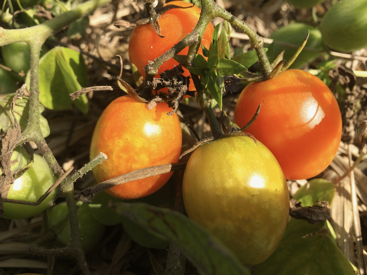 畑のミニトマト1