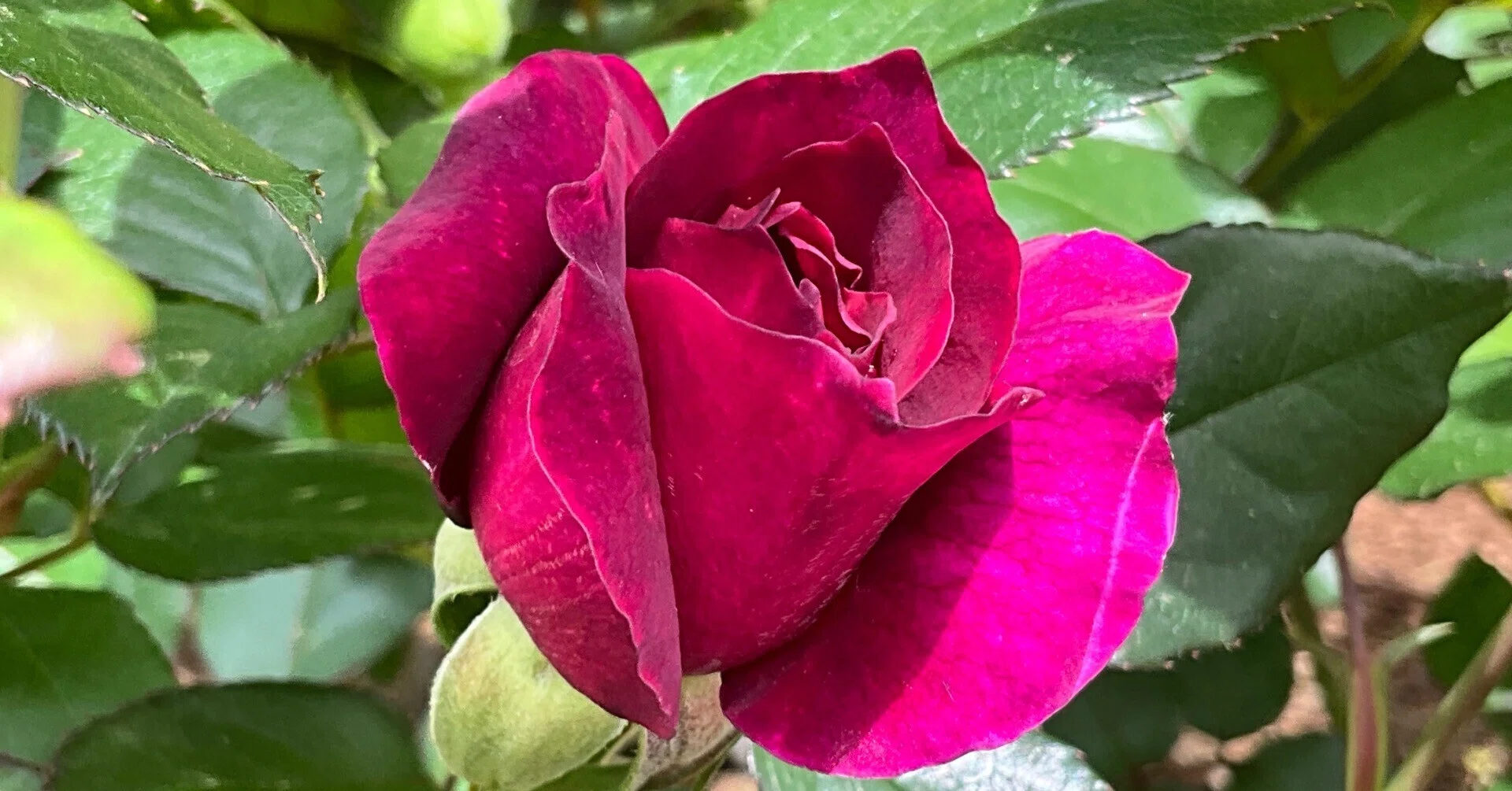 イントリーグの春一番花（京都府立植物園）：2026年4月21日（火