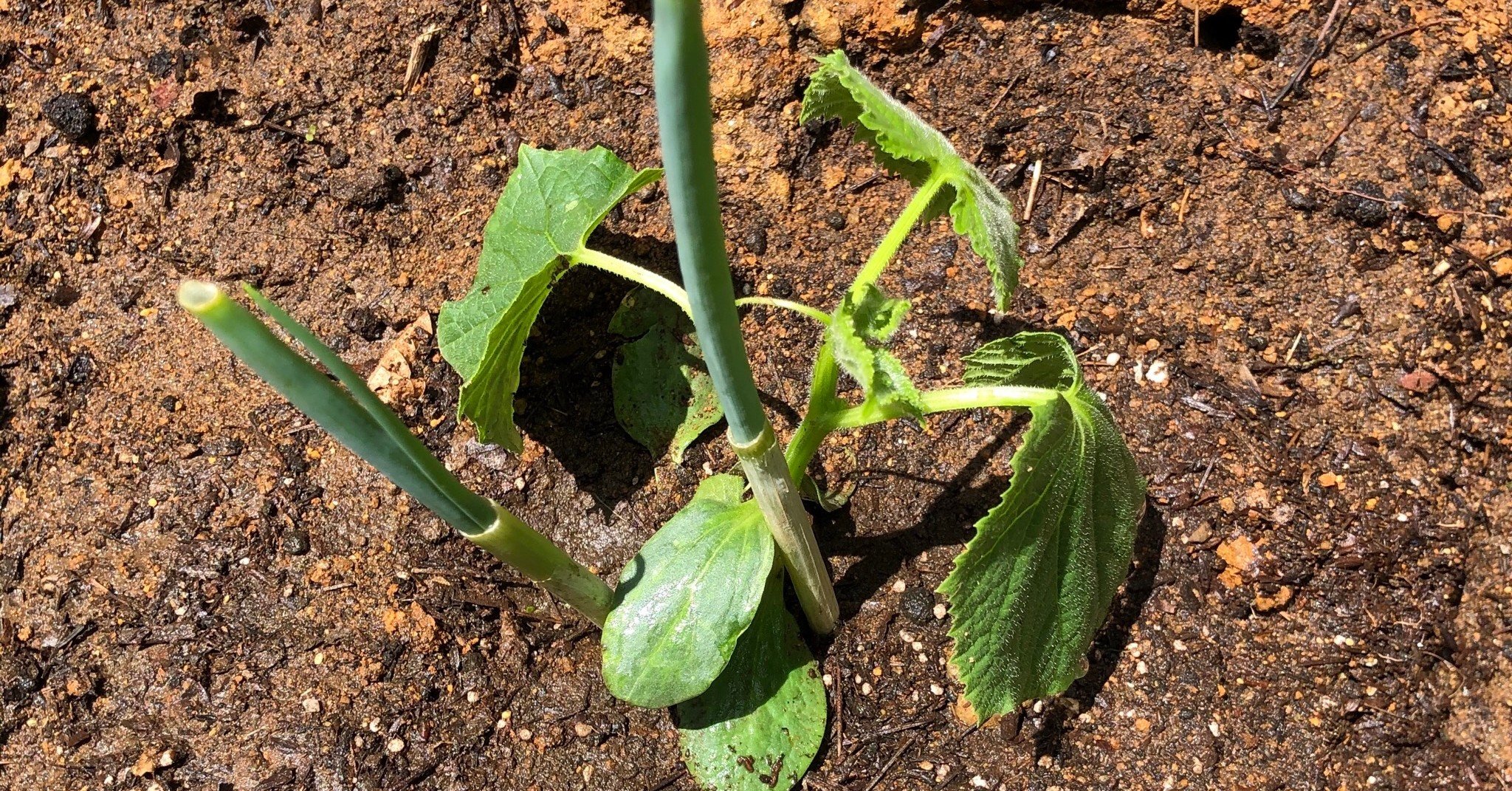初めての野菜づくり きゅうりの苗を植え替える ぱんつちゃん Note